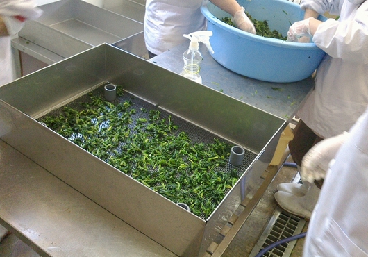 お茶製造の作業風景写真