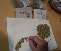 コーヒー豆の仕分け作業の写真